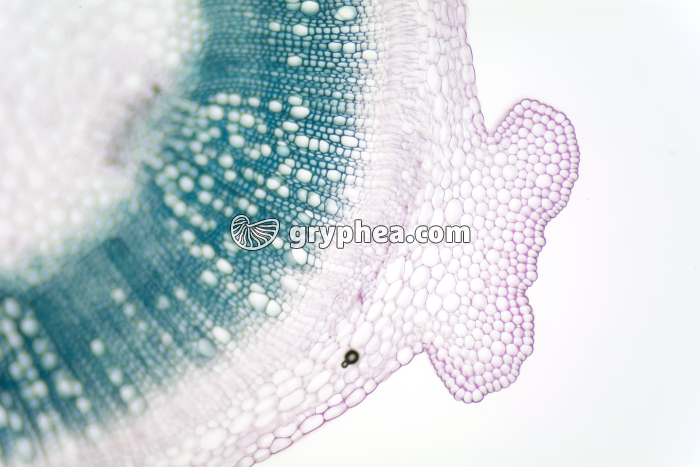 Tige de Mercuriale - structure primaire CT x25 - gryphea.com